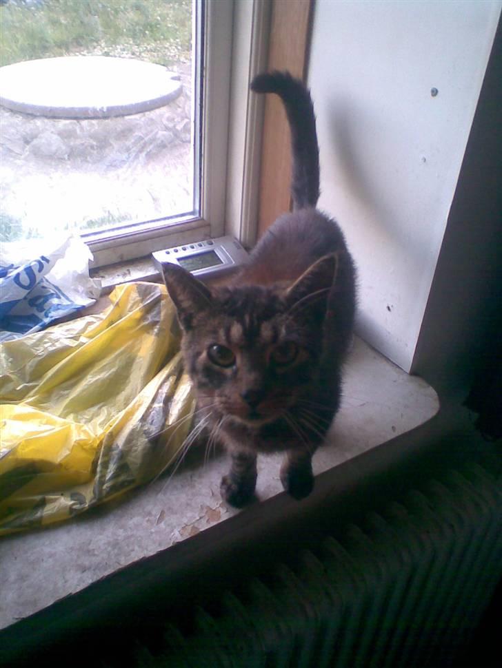 Huskat Speedy R.I.P. billede 2