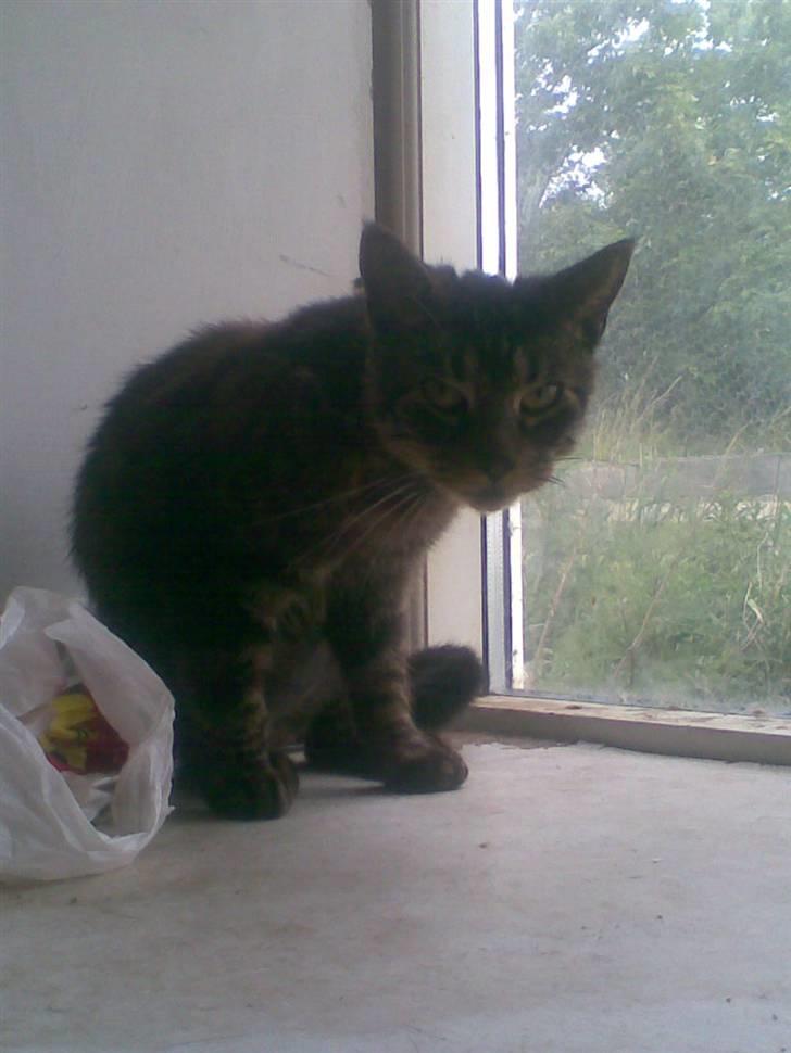 Huskat Speedy R.I.P. billede 4