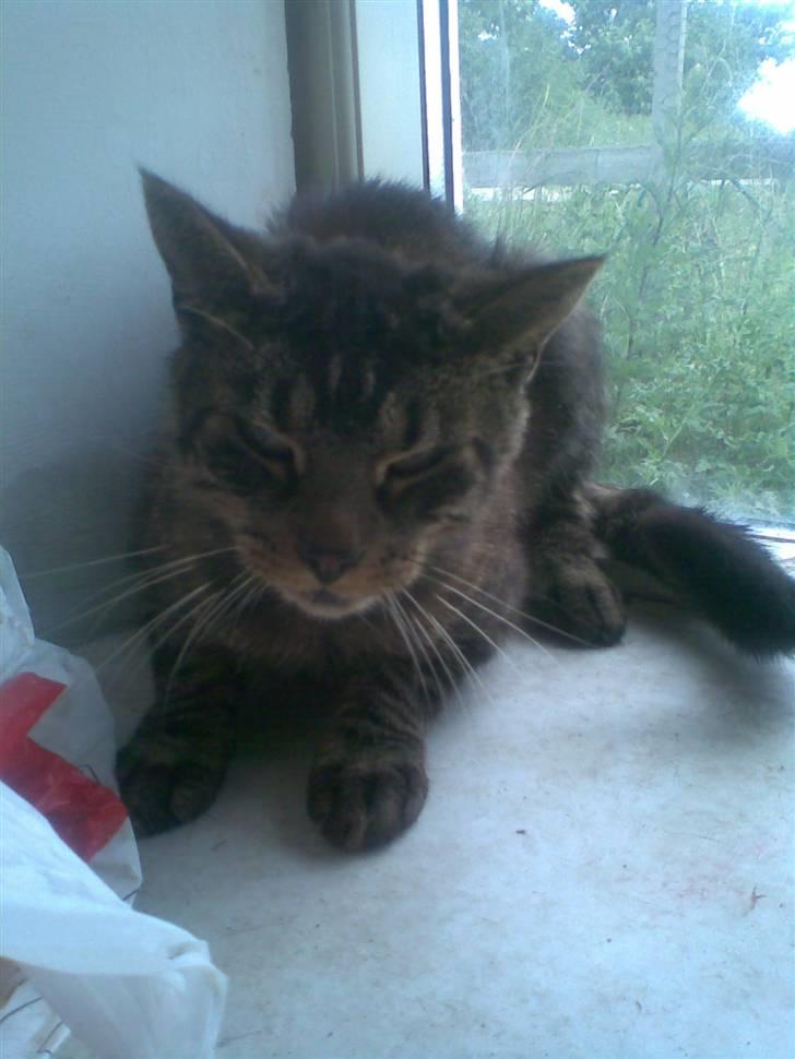Huskat Speedy R.I.P. billede 5