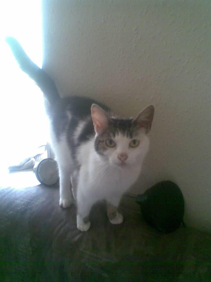 Huskat Kia  *VÆK* billede 1