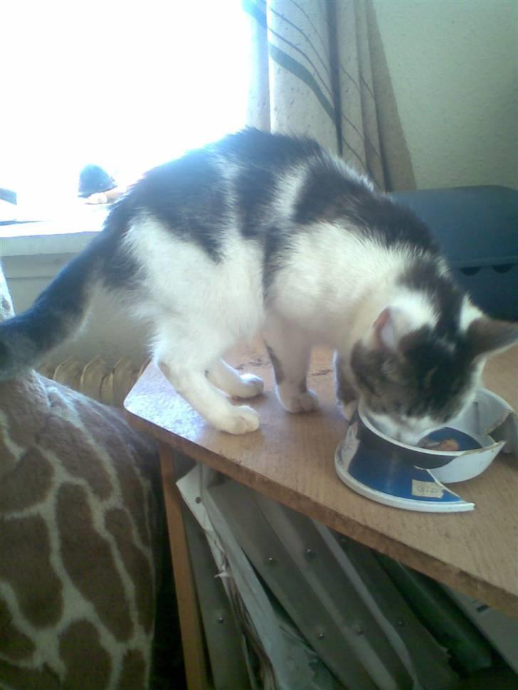 Huskat Kia  *VÆK* billede 2