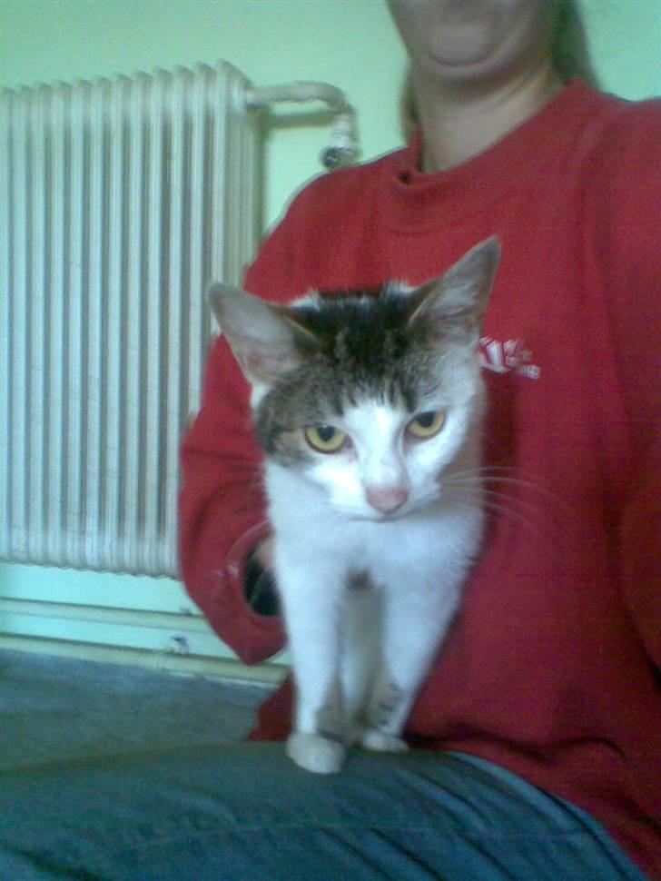 Huskat Kia  *VÆK* billede 3