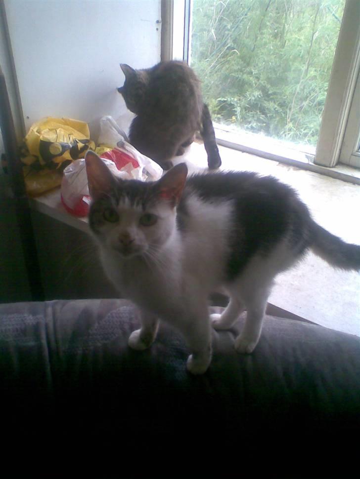 Huskat Kia  *VÆK* billede 4