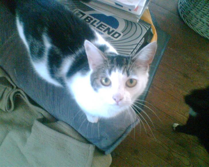 Huskat Kia  *VÆK* billede 5