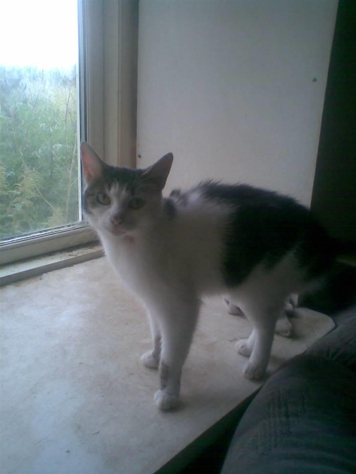 Huskat Kia  *VÆK* billede 6