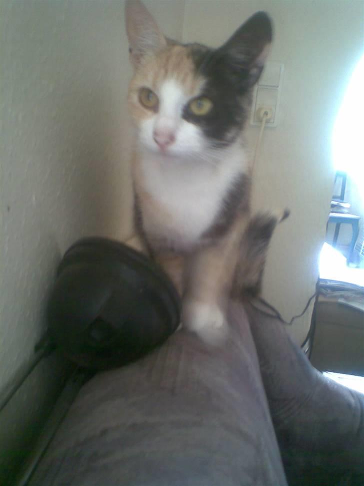 Huskat Cleo billede 8