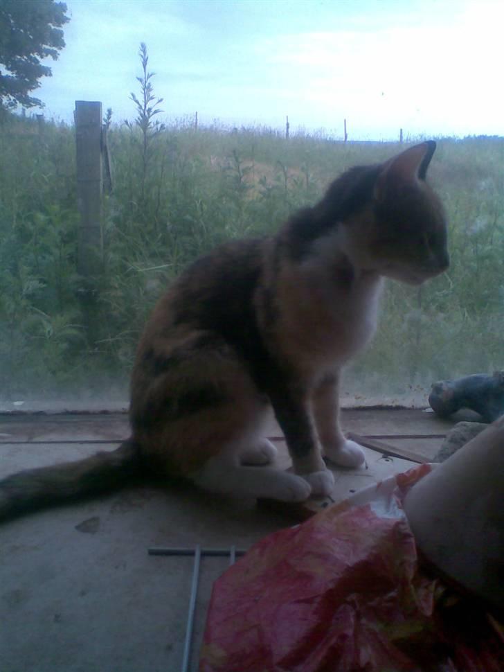 Huskat Cleo billede 9