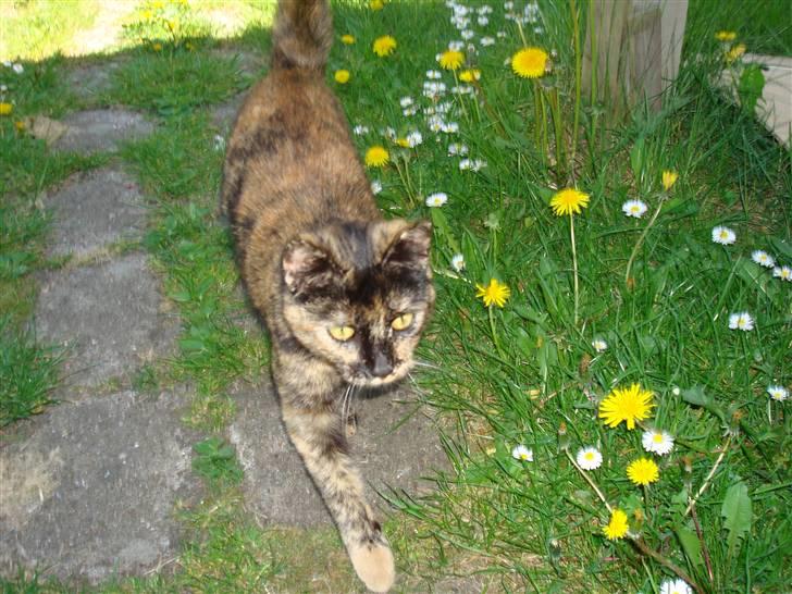 Huskat Tissmis billede 2