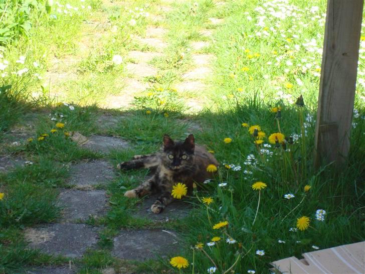 Huskat Tissmis billede 3