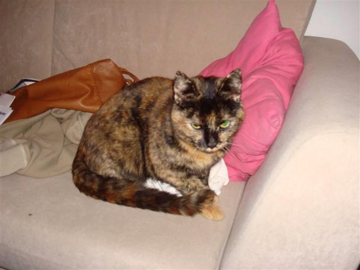 Huskat Tissmis billede 4