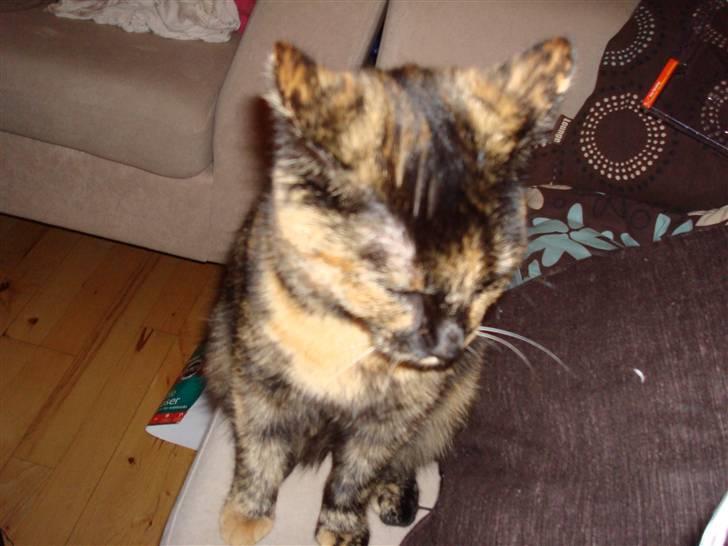 Huskat Tissmis billede 5