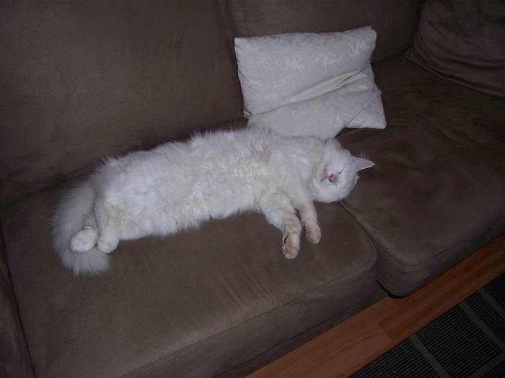 Norsk Skovkat Kaos billede 1