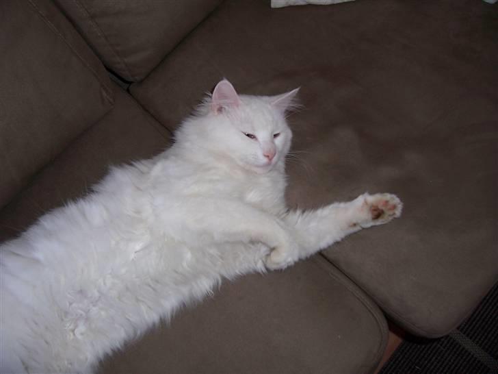 Norsk Skovkat Kaos billede 2