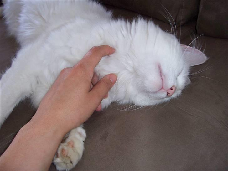 Norsk Skovkat Kaos billede 3