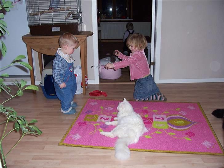 Norsk Skovkat Kaos billede 4