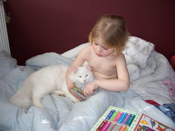 Norsk Skovkat Kaos billede 5