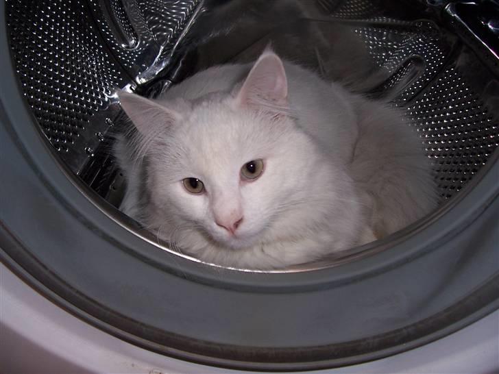 Norsk Skovkat Kaos billede 6