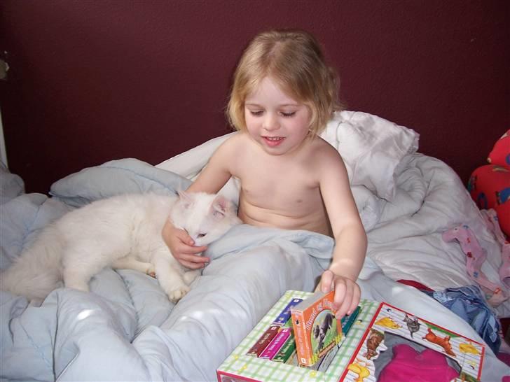 Norsk Skovkat Kaos billede 7