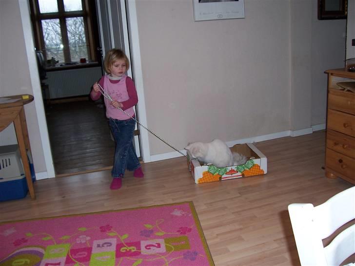 Norsk Skovkat Kaos billede 8