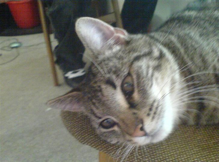 Huskat Simba *Væk*  :'( - Velkommen til Simba.. billede 1