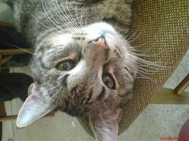 Huskat Simba *Væk*  :'( - Ligger og kigger på en stol billede 2