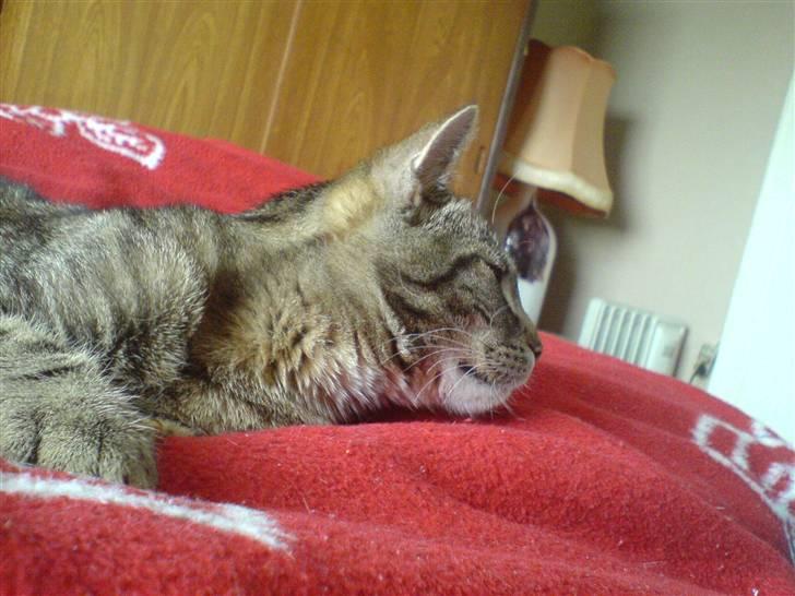 Huskat Simba *Væk*  :'( - Ligger på sengen billede 3