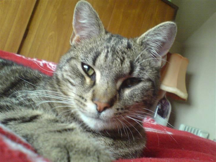 Huskat Simba *Væk*  :'( - Kigger lidt billede 4