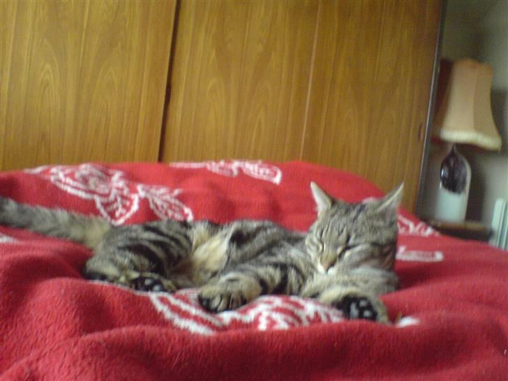 Huskat Simba *Væk*  :'( - Så er han doven :D billede 5