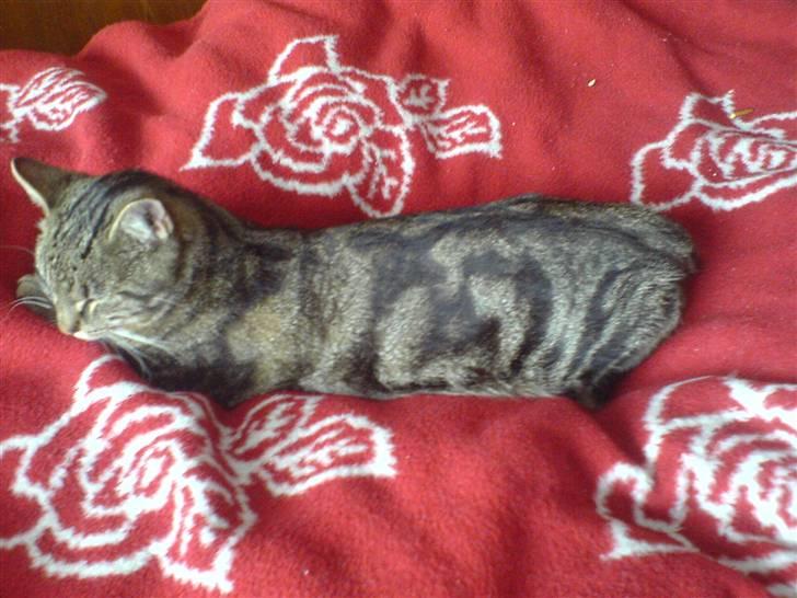 Huskat Simba *Væk*  :'( - Ligger og dovner lidt billede 6