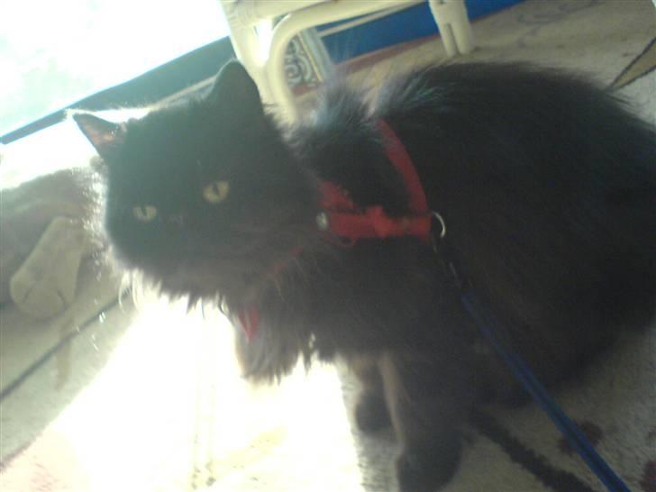 Perser Mille billede 1