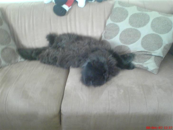 Perser Mille - Så sover hun :D billede 2