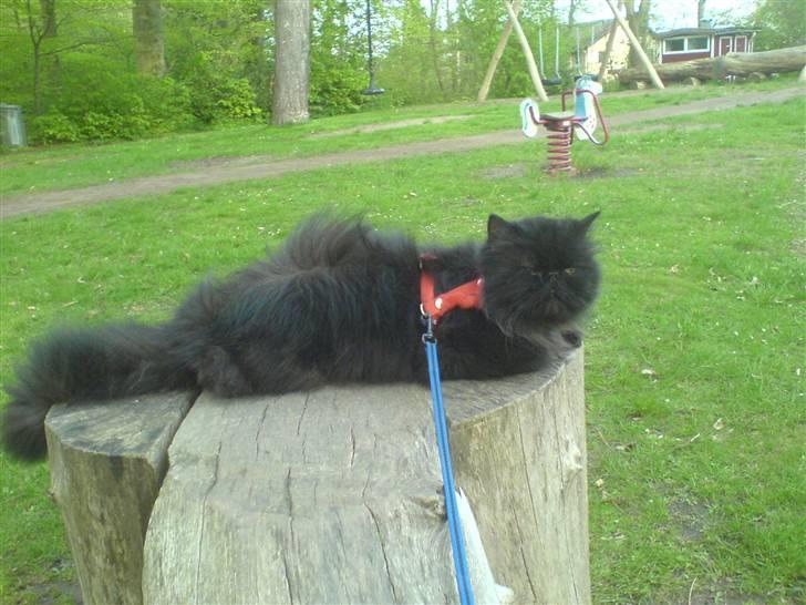 Perser Mille - Oppe på en stor legeplads, hvor hun ligger og kigger lidt billede 3