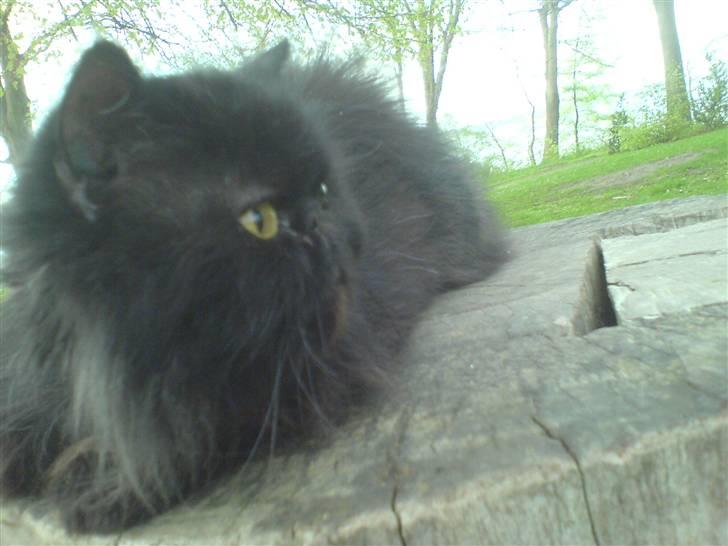 Perser Mille - Igen Igen billede 4