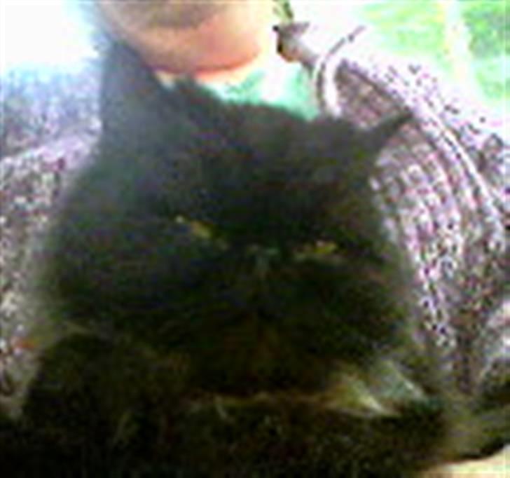 Perser Mille - Smil, vil bare ikke smile !  billede 5