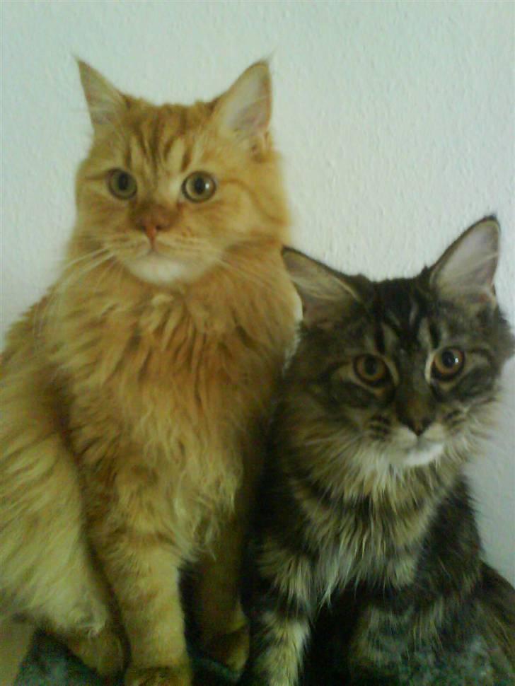 Maine Coon Alma billede 16