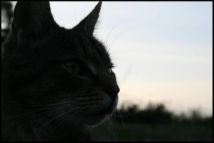 Huskat Samson - samson og jeg sneg os rundt i haven...juni 2008 billede 10