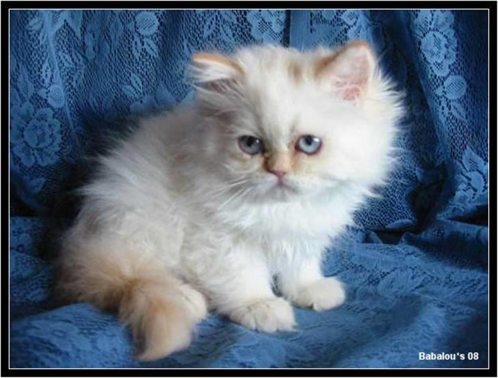 Colorpoint Gismo billede 11