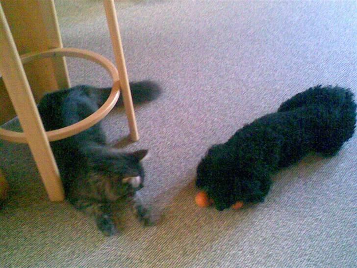Maine Coon yasmin - yasmin & bella <33 de leger sammen billede 16