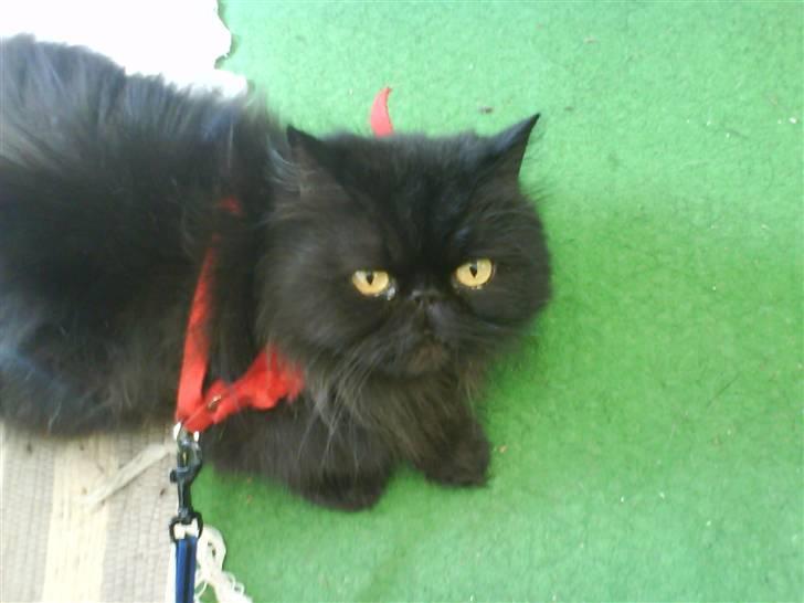 Perser Mille billede 6