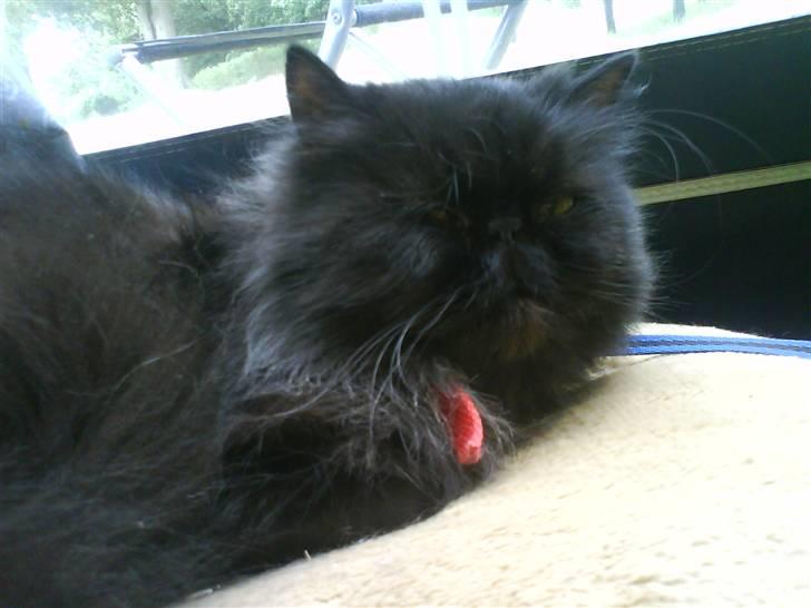 Perser Mille billede 7