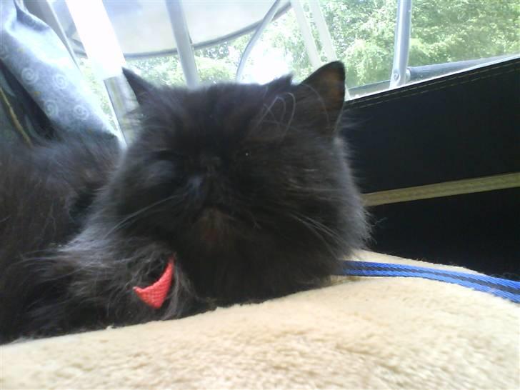 Perser Mille billede 8