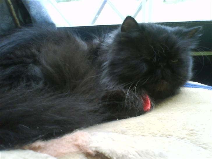 Perser Mille billede 9