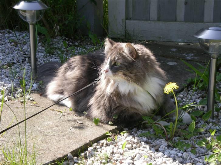 Norsk Skovkat Kvitfjells Søde Sisse billede 1