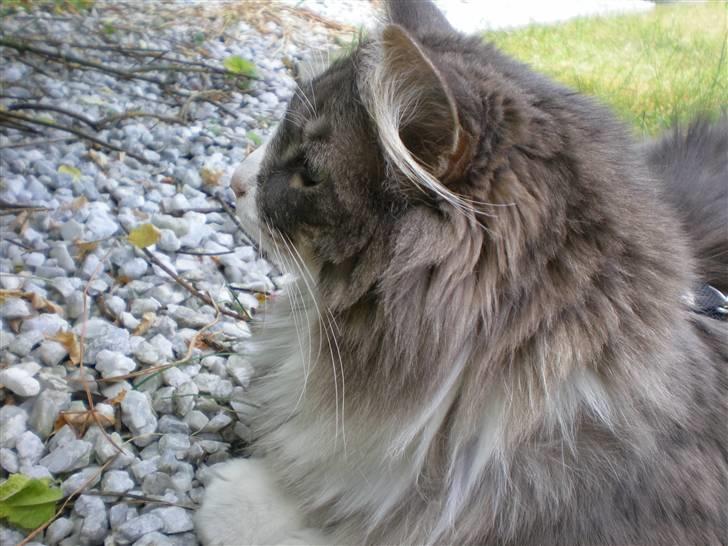 Norsk Skovkat Kvitfjells Søde Sisse billede 2