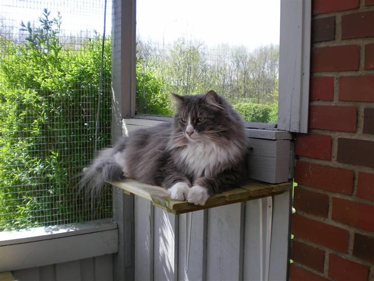 Norsk Skovkat Kvitfjells Søde Sisse billede 3