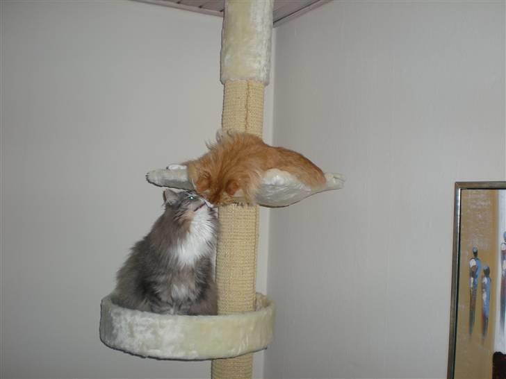 Norsk Skovkat Kvitfjells Søde Sisse billede 4