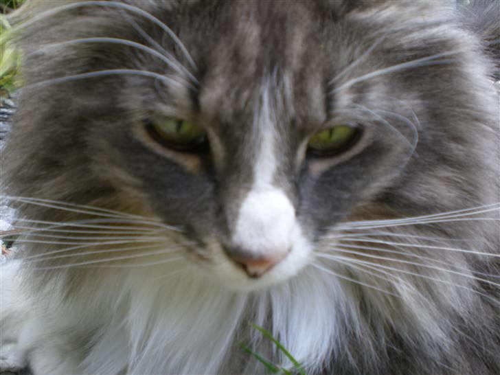 Norsk Skovkat Kvitfjells Søde Sisse billede 5