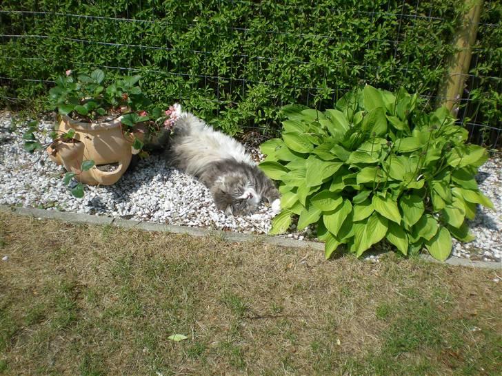 Norsk Skovkat Kvitfjells Søde Sisse billede 6