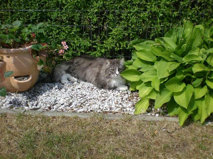 Norsk Skovkat Kvitfjells Søde Sisse billede 7