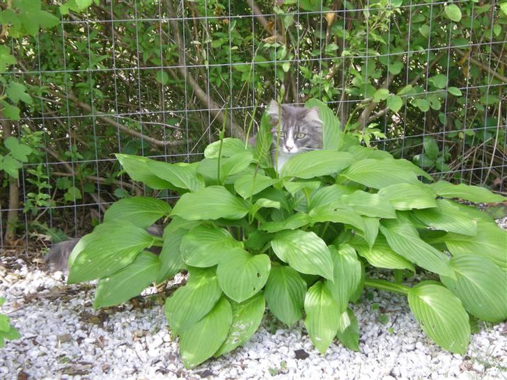 Norsk Skovkat Kvitfjells Søde Sisse billede 8